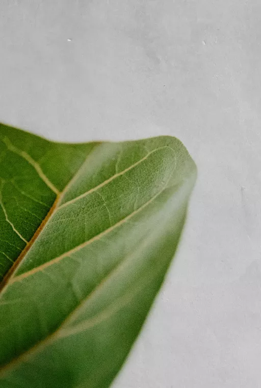 superficies decorativas con pavimentos continuos para piscinas